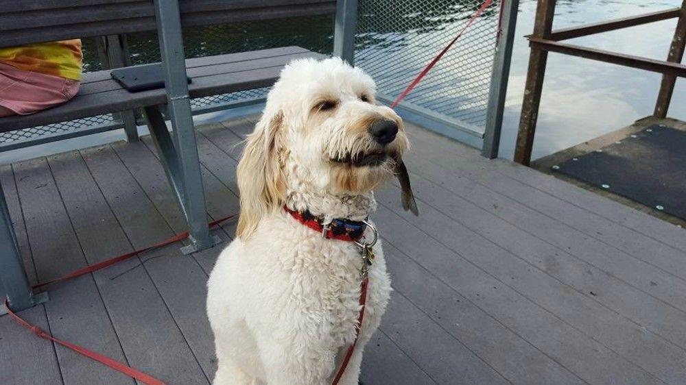 Taneycomo Lakefront Resort Bull Creek Luaran gambar